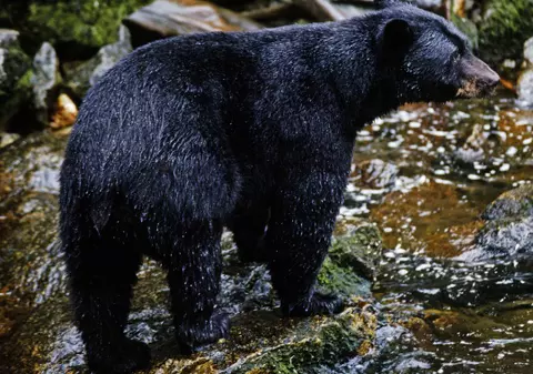 Şi-a împuşcat mortal soţul crezând că e un urs