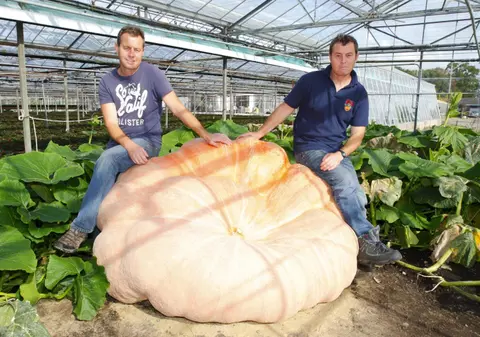 Imaginea zilei | Să ne pregătim de Halloween cu un dovleac uriaş!