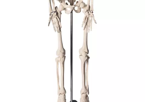 Scheletul cumpărat pentru Halloween era chiar unul real