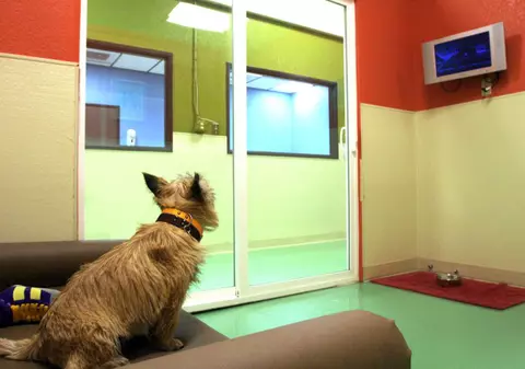 Azi va fi inaugurat primul hotel de lux pentru animale din România