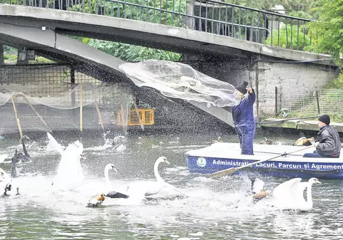 Aşa se prind lebedele