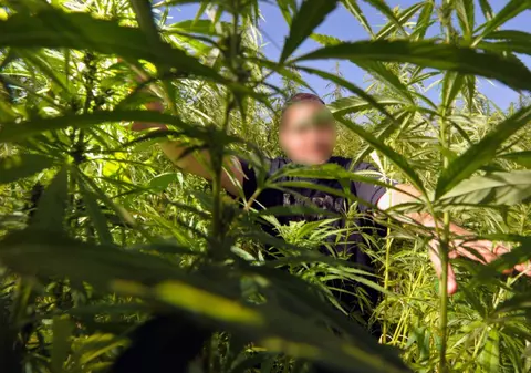 Americanii sugerează producţia de combustibil obţinut din cannabis