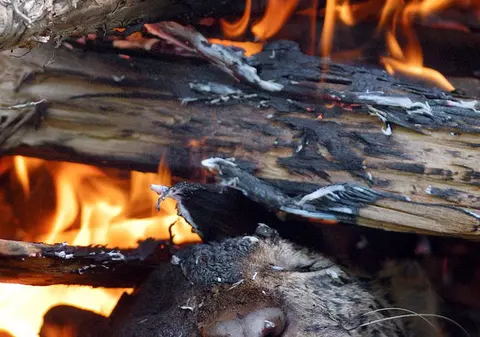 Incendiu la o grădină zoologică din Germania: 26 de animale au murit