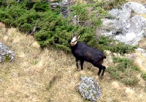 Un fost ofiţer SRI, prins la vânătoare de capre negre