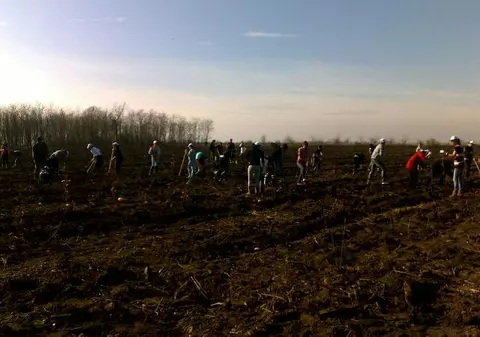 La Comana vor fi plantaţi 15.000 de stejari