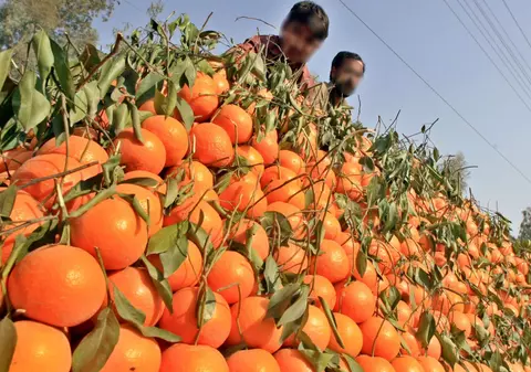 Români arestaţi pentru furt de clementine în Spania