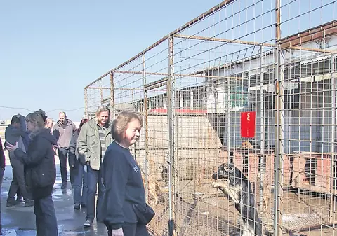 «Exportăm» maidanezi în Germania