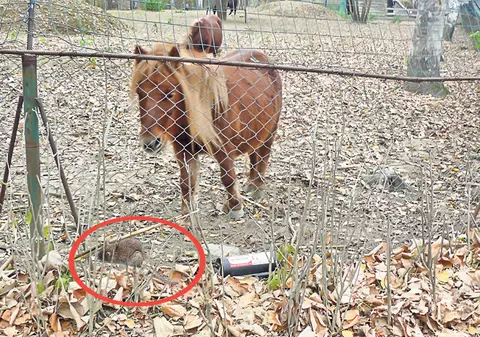 Animalele de la Zoo Bucov, Prahova, în pericol: Le-au invadat şobolanii