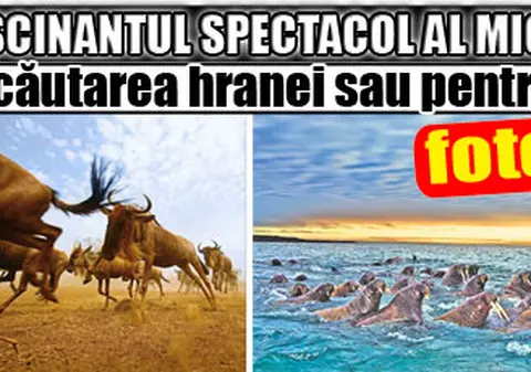 Fascinantul spectacol al migraţiei animalelor în căutarea hranei sau pentru împerechere
