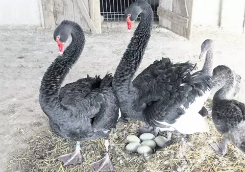 Lebedele negre au făcut puişori