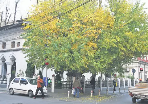 Aceşti arbori au peste 200 de ani
