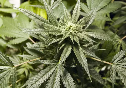 Acuzat de posesie de droguri pentru că a decorat ca pom de Crăciun o plantă de canabis 