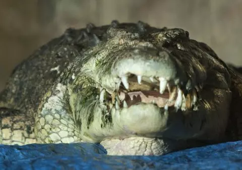 Aviaţia israeliană sporeşte libidoul crocodililor