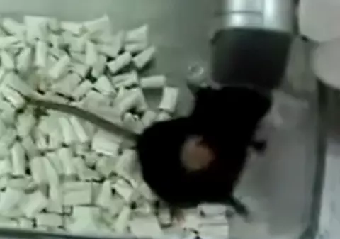 Video | Un şoarece ciripeşte precum o pasăre