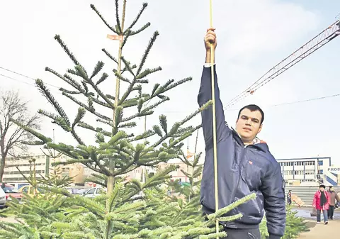Aţi da 200 de lei pe un brad?