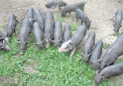 De Crăciun, te-ar tenta o friptură de porc vietnamez?