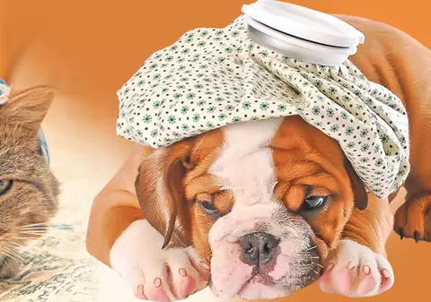 Pisi, cuţu, aţi răcit? Iată cum îţi dai seama că animalul tău de companie este bolnăvior