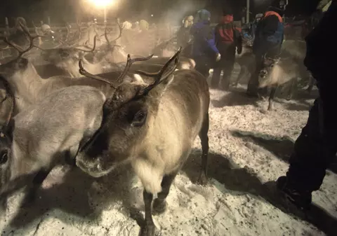 Haideţi la plimbări cu renii!