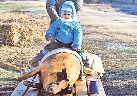 Mulţi români nu vor să audă de asomarea guiţătorilor: «Tot cum ştim noi tăiem porcul»