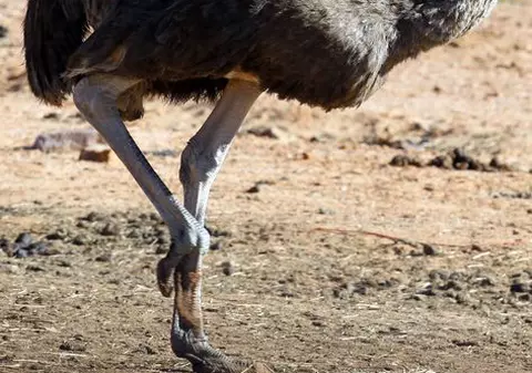 Tigrii şi struţii de la Zoo Craiova se încălzesc la sobă cu lemne