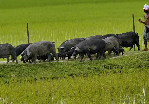 Porcii taiwanezi vor fi învăţaţi să-şi facă nevoile la toaletă