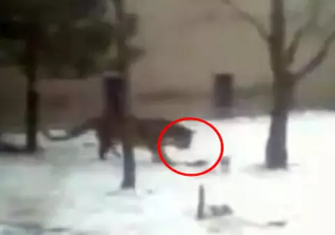 Video | O veveriţă a dat de bucluc în cuşca tigrului