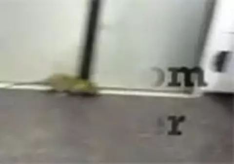 Video | Un bărbat, trezit în metrou de un şobolan care i se urcase pe faţă