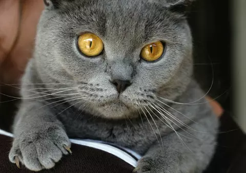 Un motan a fost convocat pe post de jurat de un tribinual din SUA 