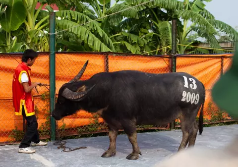 10.000 de vite moarte în Vietnam din cauza temperaturilor foarte scăzute
