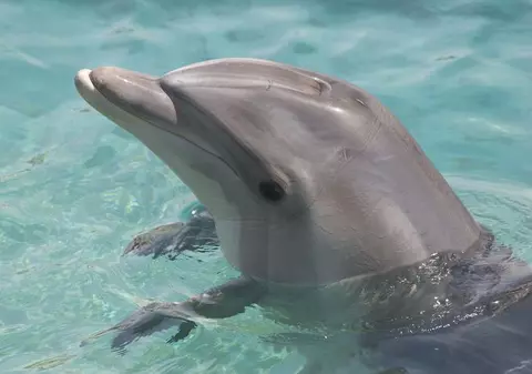 Video | Delfinii pot "vedea" chiar dacă sunt legaţi la ochi 