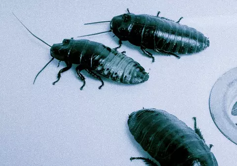 În viitor vom consuma tot mai multe preparate din insecte? 