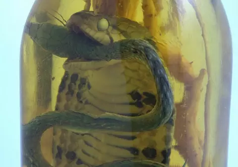 Foto | Acum poţi să comanzi vin cu şerpi sau scorpioni de pe internet