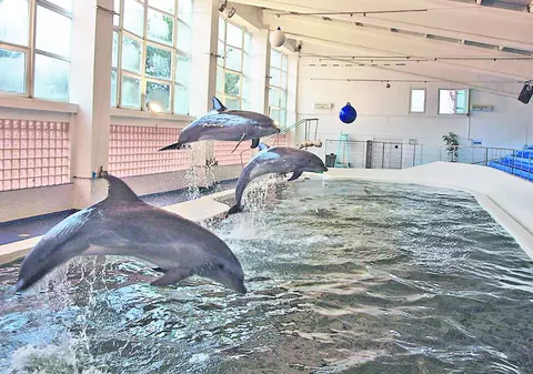 Pe timpul iernii, delfinii din Constanţa s-au mutat la căldură