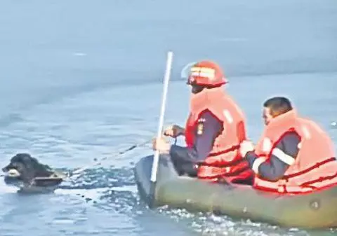 Au salvat un căţel din apa îngheţată!