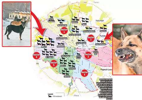 Libertatea vă spune unde sunt cele periculoase haite de câini
