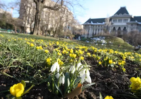 Imaginea Zilei | Au apărut ghioceii în Capitală!