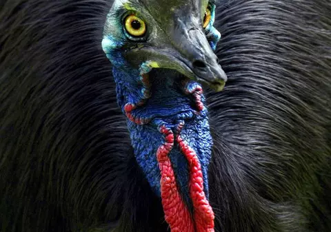 Australienii, atacaţi de păsări