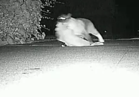 Video | O pisică a furat peste 600 de lucruri de la vecini