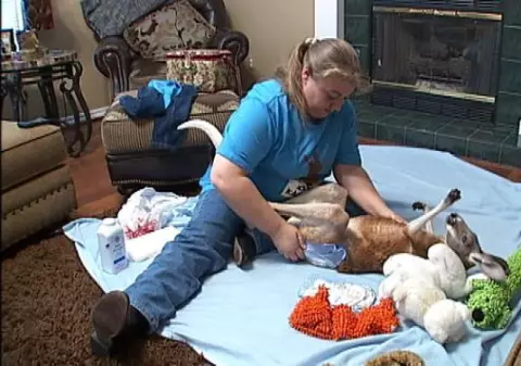 Video | Are drept animal de companie un cangur