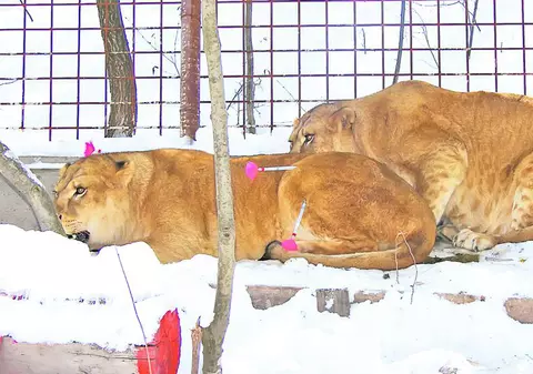 Uite ce lei frumoşi creştea în curte!