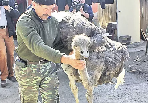 Şi-a recuperat struţul «evadat» de la fermă!