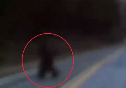 Video | BigFoot există! Iată dovada!