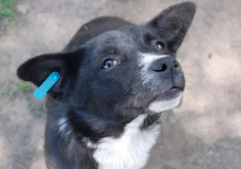 Câinii maidanezi, sterilizaţi în sectorul 2 al Capitalei