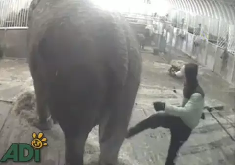 Video șocant! Cel mai bătrân elefant din Europa, torturat de un român