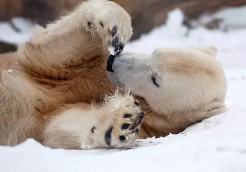 Au aflat cauza morţii ursului polar Knut!