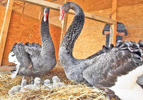 Se deschide primul spital pentru păsări sălbatice