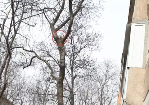 Haideţi să salvăm o pisicuţă fără stăpân!