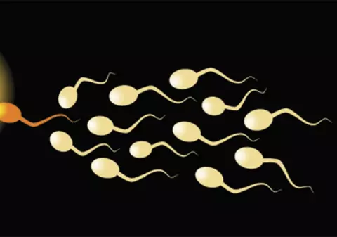 Premieră medicală: primii spermatozoizi creaţi în laborator