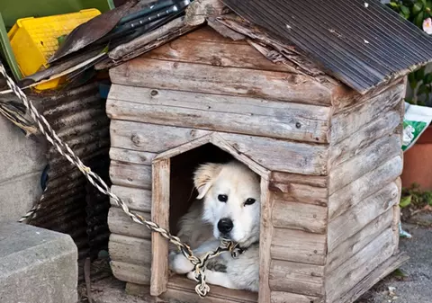 Îşi obliga fiul adoptat să doarmă într-o cuşcă