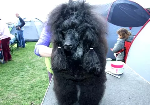 La Satu Mare a avut loc un concurs de frumuseţe pentru câini